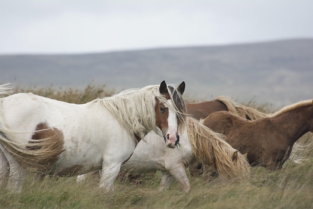 De perfecte paardendeken: comfort, stijl en functionaliteit combineren